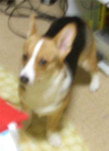 �s���{�P���Ă��܂��܂���